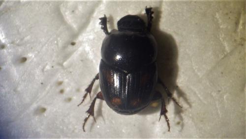 Caccobius schreberi
